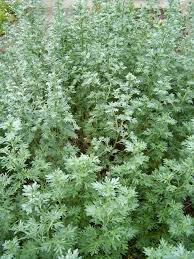 Artemisia (artemisia vulgaris)