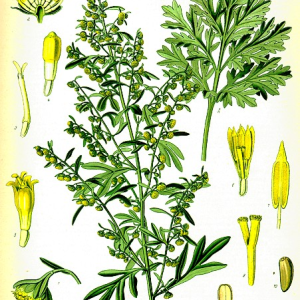 Assenzio (artemisia absinthium)