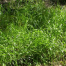 Erba dolce (Sweet grass - Hierochloe odorata)