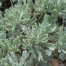 Salvia del deserto (artemisia tridentata)