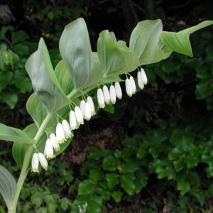 Sigillo di Salomone (polygonatum odoratum)